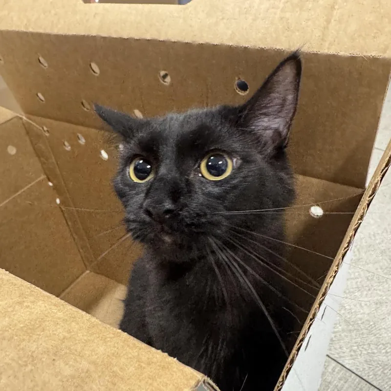 An adult medium-sized female Black Domestic Short Hair cat named Antonella for adoption in Newark, NJ