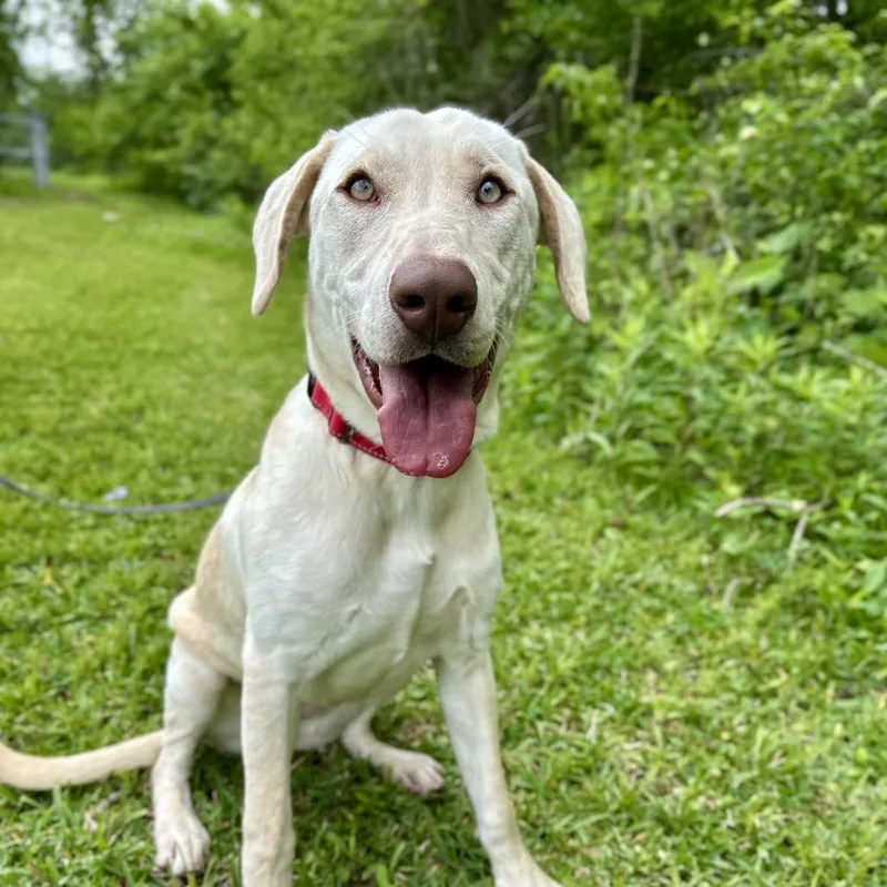 A young medium-sized female Yellow / Tan / Blond / Fawn Yellow Labrador Retriever dog named Macy for adoption in Missouri City, TX