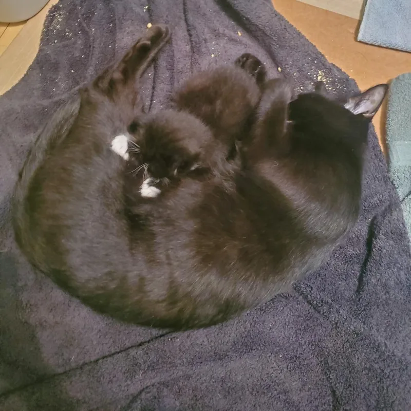An adult medium-sized female Black Domestic Short Hair cat named Vanish C for adoption in Minnetonka, MN