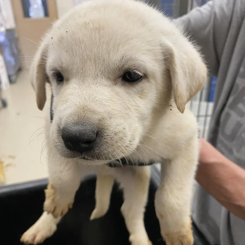 A baby small-sized female White / Cream Labrador Retriever dog named Pleiades for adoption in Austin, TX
