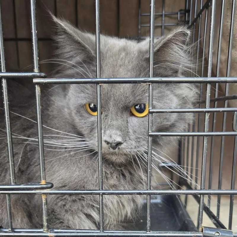 A young small-sized female Gray / Blue / Silver Domestic Long Hair cat named Winifred for adoption in Bensalem, PA