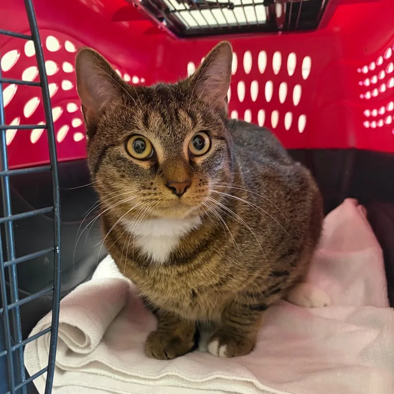 A young medium-sized male Brown / Chocolate Domestic Short Hair cat named Ozzy for adoption in Council Bluffs, IA