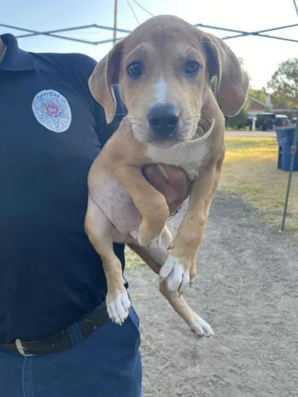 A baby medium-sized male Beagle dog named Bj for adoption in Morton Grove, IL