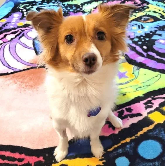 Foxy Roxy thumbnail 3