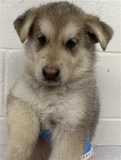 A baby small-sized male German Shepherd Dog dog named Miles for adoption in San Bernardino, CA