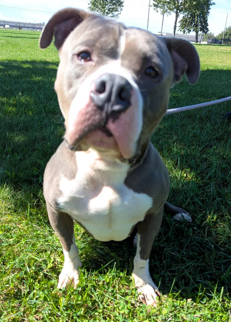 An adult large-sized male American Staffordshire Terrier dog named Moose for adoption in Valparaiso, IN