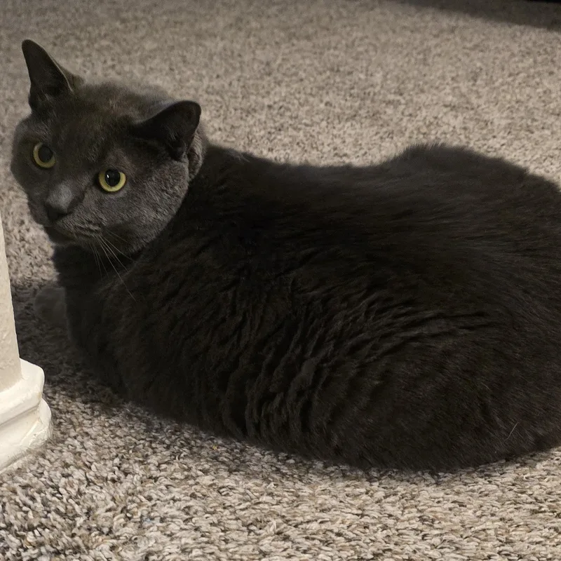 Mochi Bd thumbnail 2