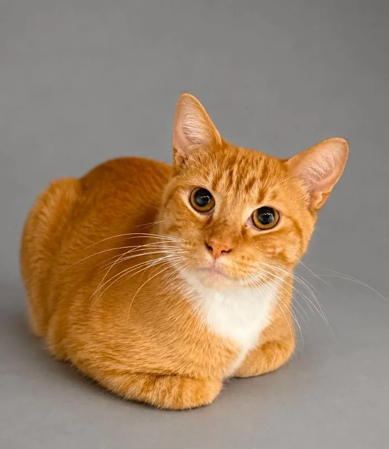 A young small-sized male Domestic Short Hair cat named Tubs for adoption in Columbia, TN