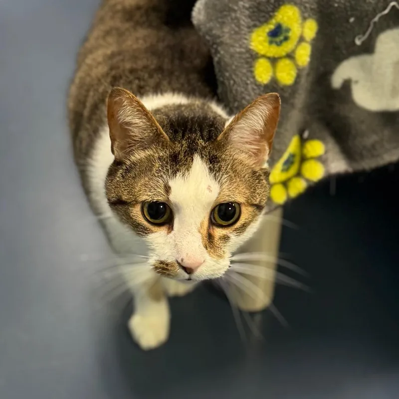 A young large-sized male Brown / Chocolate Domestic Short Hair cat named Croissant for adoption in Greensboro, NC