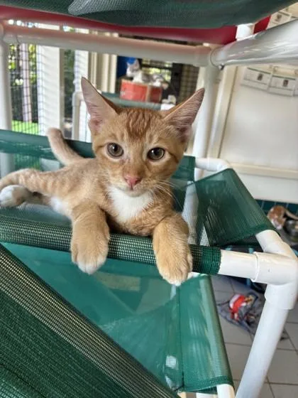A baby small-sized female Domestic Short Hair cat named Sasha for adoption in Honolulu, HI