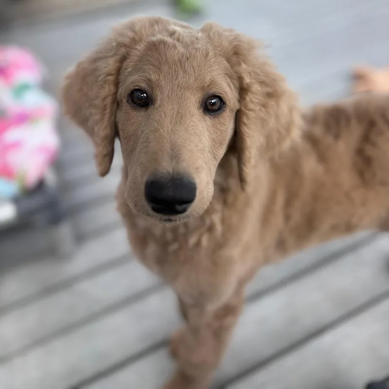 A baby small-sized female Yellow / Tan / Blond / Fawn Poodle dog named Butterscotch for adoption in San Pablo, CA