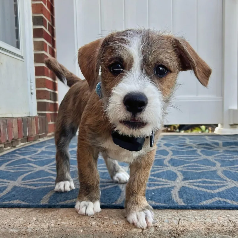 A baby medium-sized male Brindle Terrier dog named Merlot for adoption in Baldwin, MD