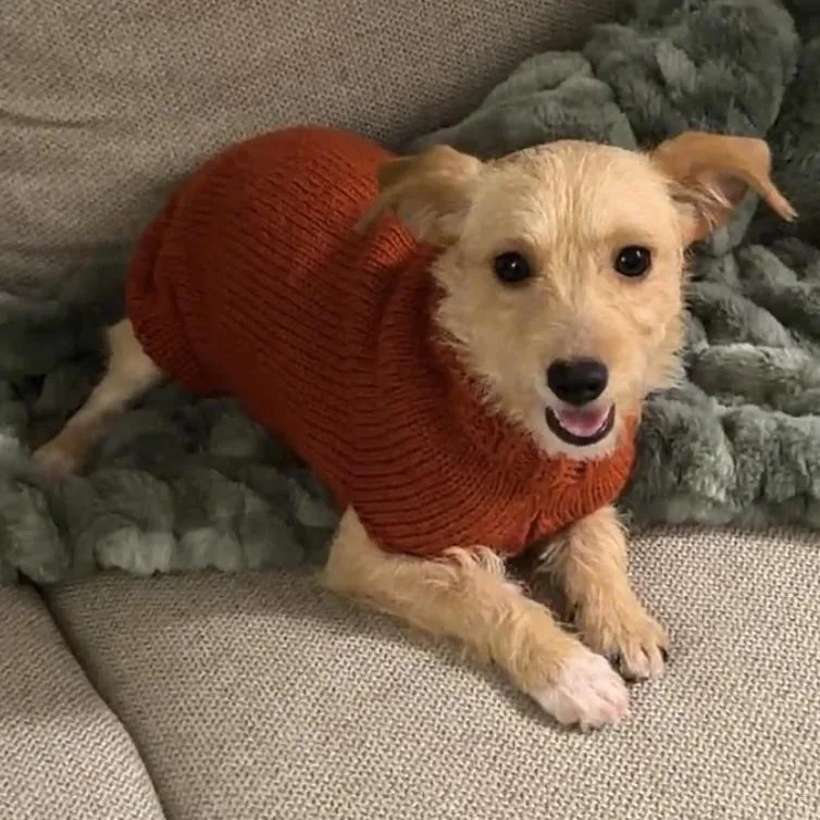 A baby small-sized female Apricot / Beige Terrier dog named Gracey for adoption in Brooklyn, NY