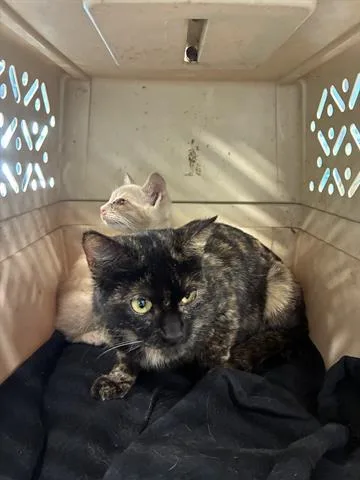 A young medium-sized female Domestic Short Hair cat named Silvia for adoption in San Martin, CA