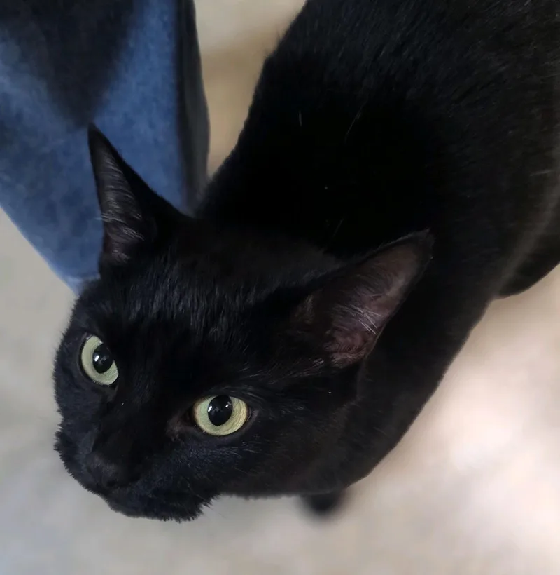 A young medium-sized female Black Domestic Short Hair cat named Angelina Jolie for adoption in Columbus, OH