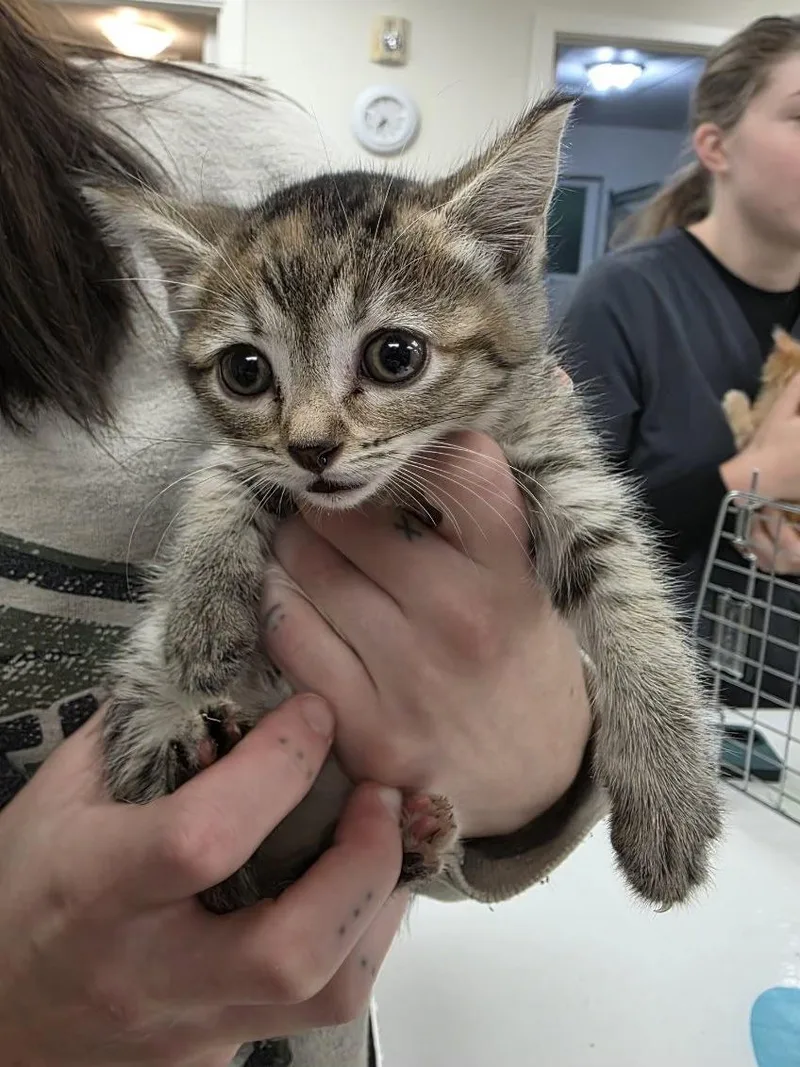 A baby medium-sized female Tabby (Buff / Tan / Fawn) Tabby cat named Jasmine for adoption in Sammamish, WA