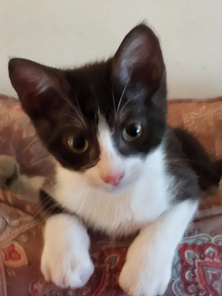 A baby small-sized male Domestic Short Hair cat named Jazzy for adoption in Magnolia, TX