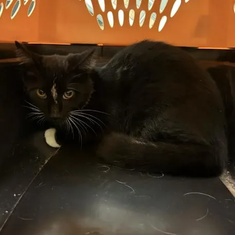A baby small-sized male Black Domestic Short Hair cat named Pugsly for adoption in Lynchburg, VA