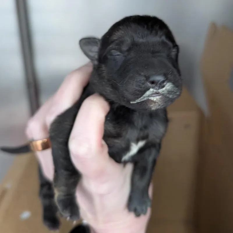 A baby large-sized male Black Mixed Breed dog named Weasel for adoption in DeKalb, IL