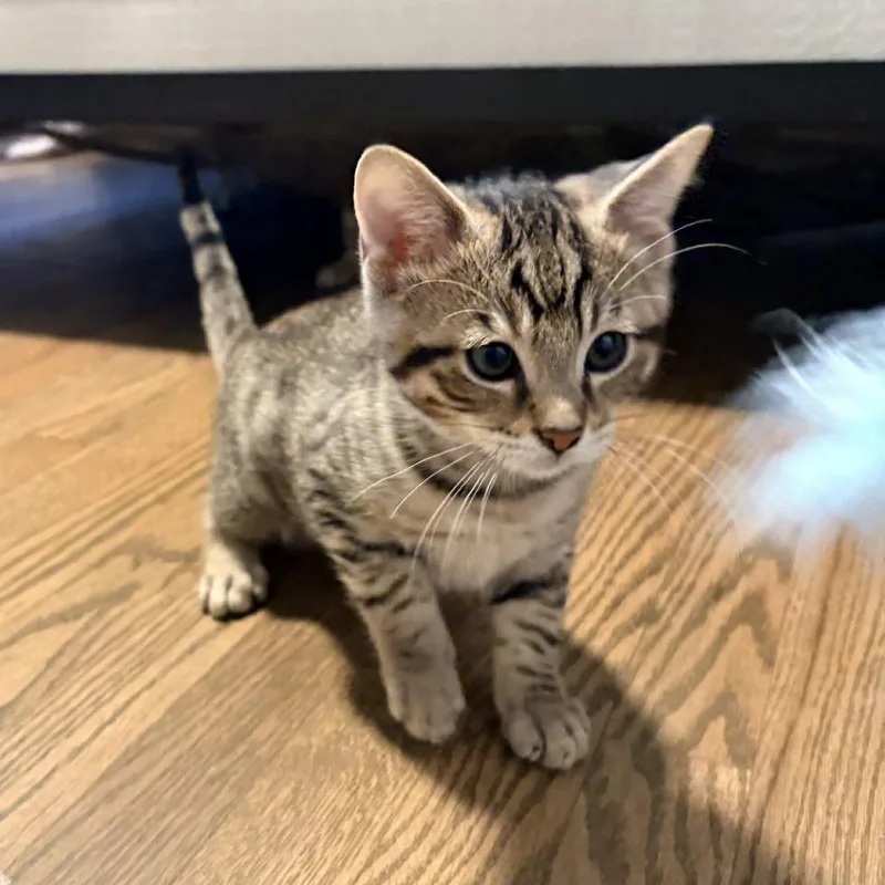 A baby small-sized male Brown / Chocolate Domestic Short Hair cat named Hamilton for adoption in Delaware, OH