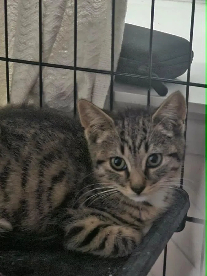 A baby small-sized female Tabby (Buff / Tan / Fawn) Domestic Short Hair cat named Tova for adoption in Brooklyn, NY