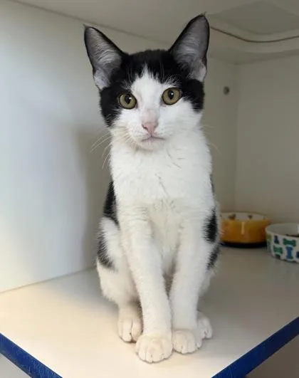 A baby small-sized male Domestic Short Hair cat named Sam for adoption in Divide, CO