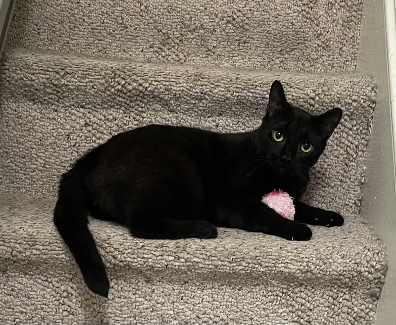 A young medium-sized female Black Domestic Short Hair cat named Beauty for adoption in Pompton Lakes, NJ