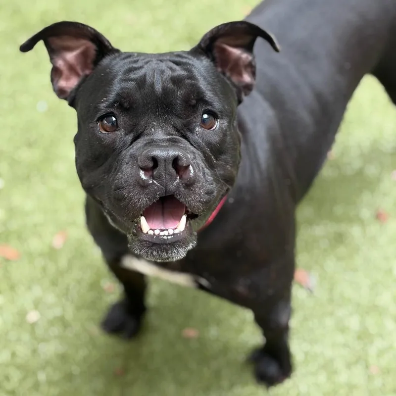 An adult medium-sized female Mixed Breed dog named Charlene for adoption in Titusville, FL