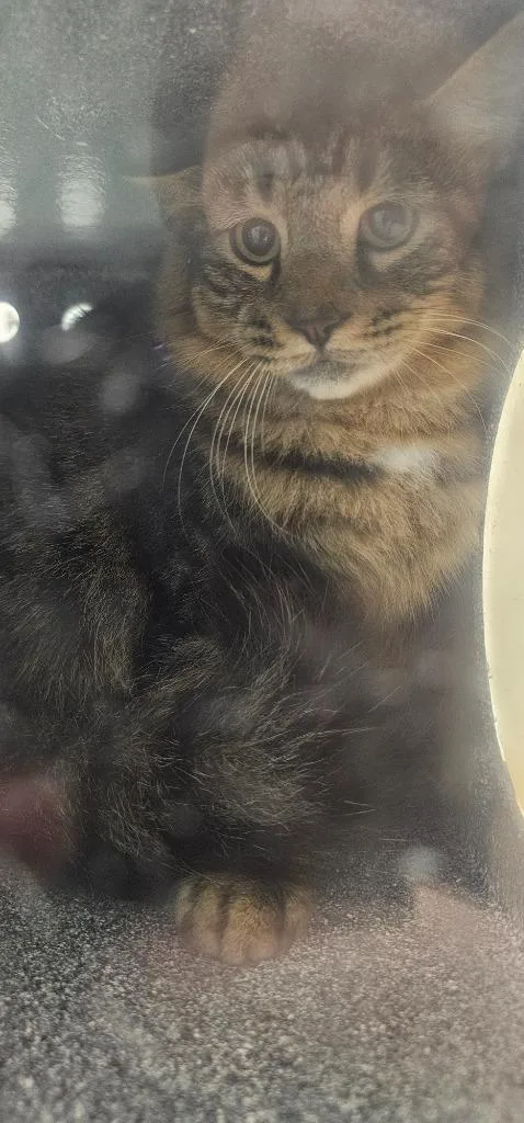 A young medium-sized male Domestic Long Hair cat named Tonya for adoption in Athens, TN