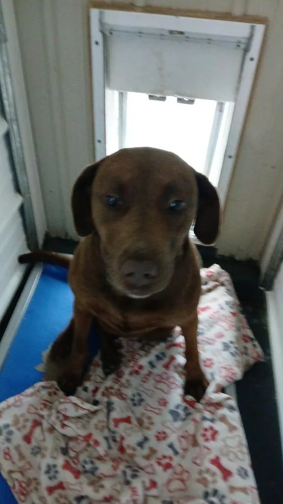 An adult small-sized female Labrador Retriever dog named Kona for adoption in Crocker, MO