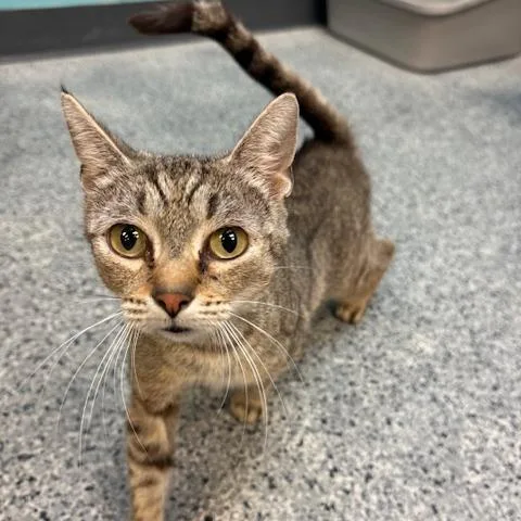 An adult medium-sized female Tabby (Brown / Chocolate) Domestic Short Hair cat named Mamacita for adoption in Circleville, OH