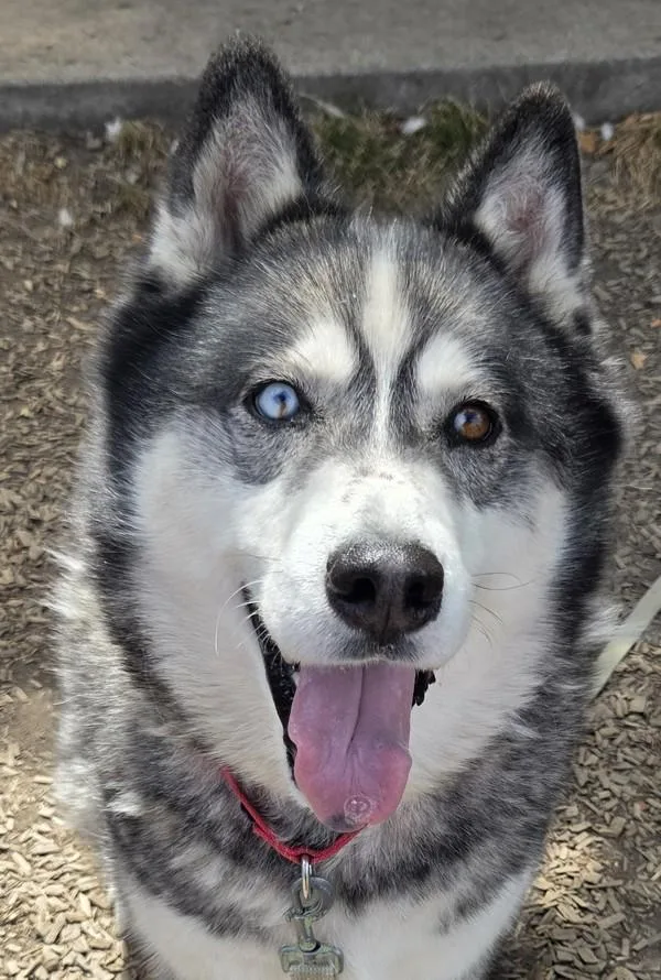 An adult large-sized male Siberian Husky dog named Barry for adoption in Salem, OR