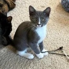 A baby small-sized male Gray / Blue / Silver Domestic Medium Hair cat named Sebastian for adoption in Winston Salem, NC