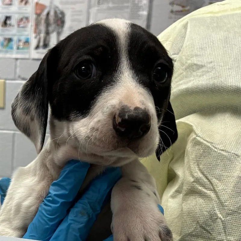 A baby small-sized male White / Cream Pointer dog named Freddie for adoption in Amarillo, TX
