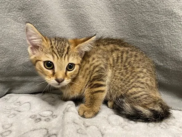 A baby small-sized male Domestic Short Hair cat named Jessie for adoption in Agoura, CA