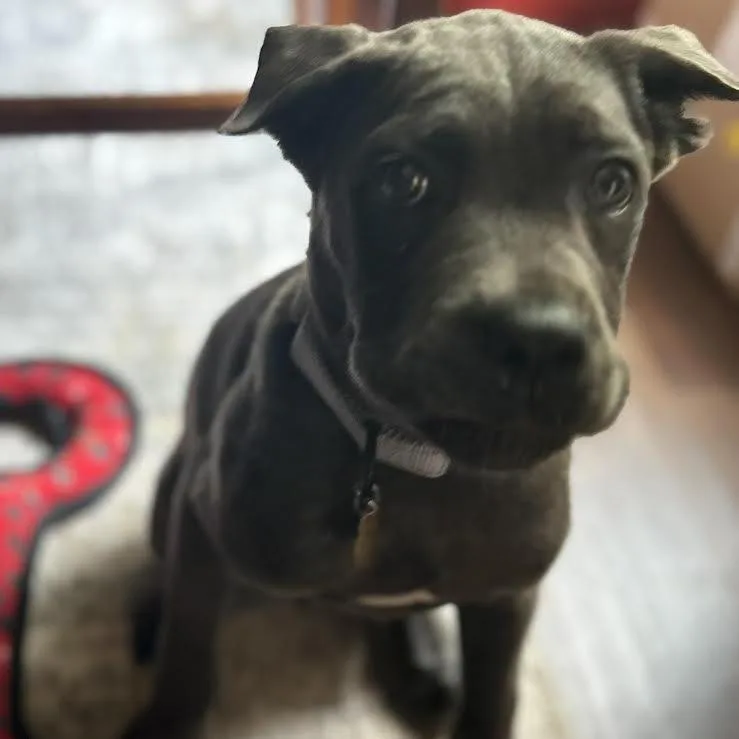 A baby large-sized male Gray / Blue / Silver Mixed Breed dog named Dallas for adoption in manchester, PA