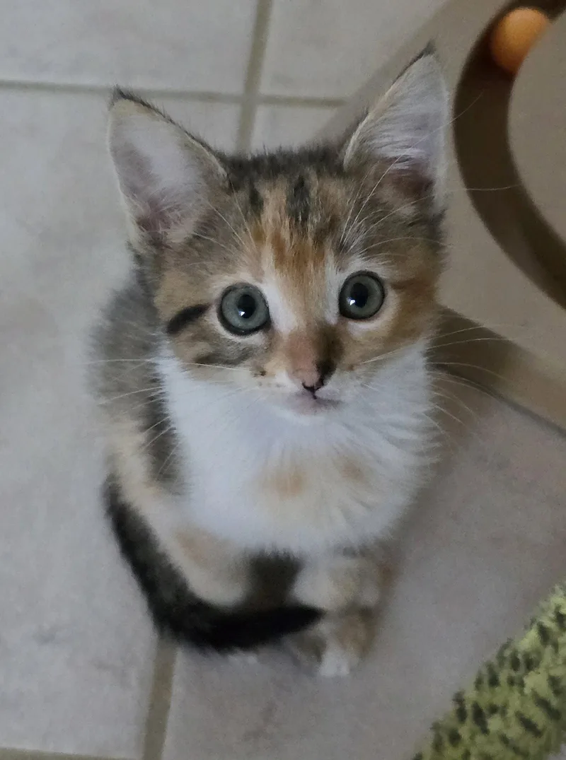 A baby medium-sized female Calico cat named Alena for adoption in San Jose, CA