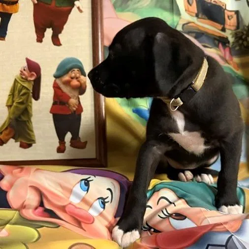 Bashful thumbnail 4