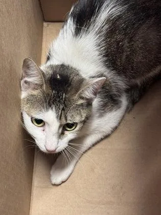 An adult medium-sized female Domestic Short Hair cat named Cherry Pop for adoption in West Chester, PA