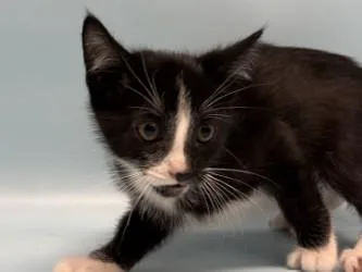 A baby small-sized male Domestic Short Hair cat named Oh for adoption in Coon Rapids, MN