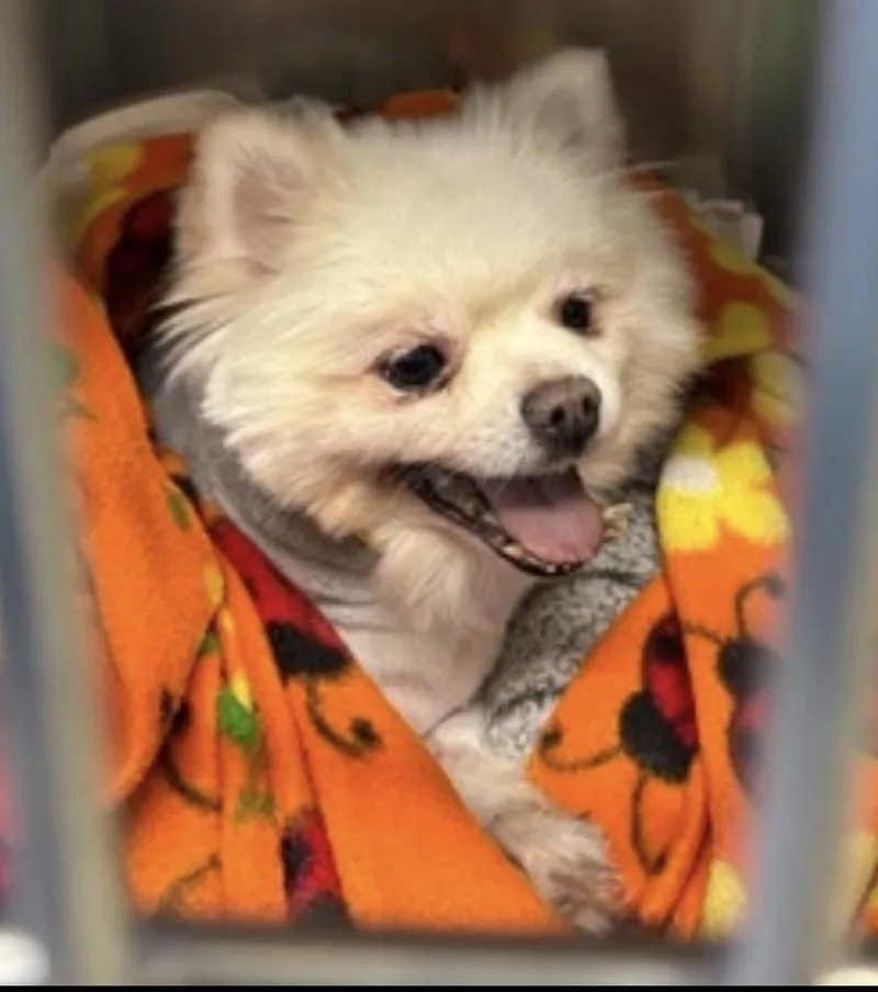 A senior small-sized female Pomeranian dog named Laguna for adoption in Powell Butte, OR