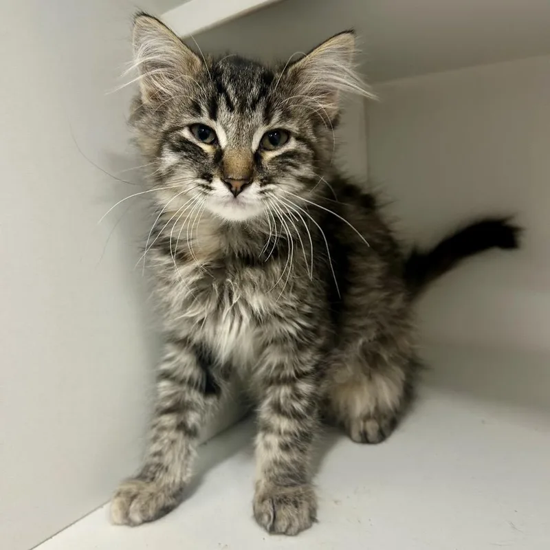 A baby small-sized female Gray / Blue / Silver Domestic Short Hair cat named Ducky for adoption in St Joseph, MO