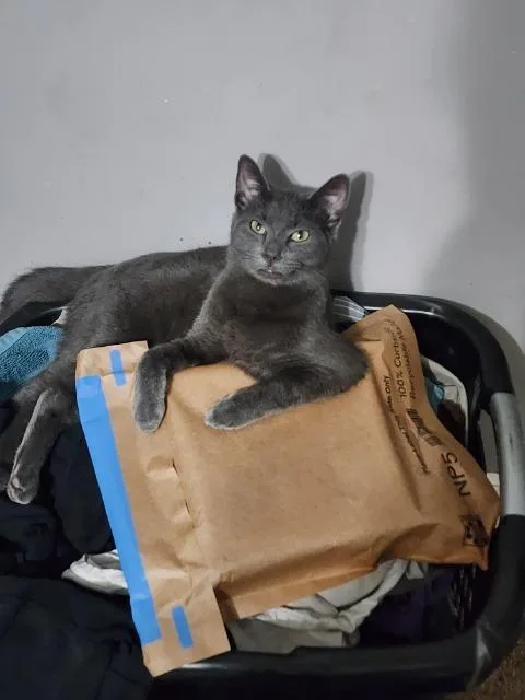 An adult medium-sized male Domestic Short Hair cat named Sniffles for adoption in Athens, AL