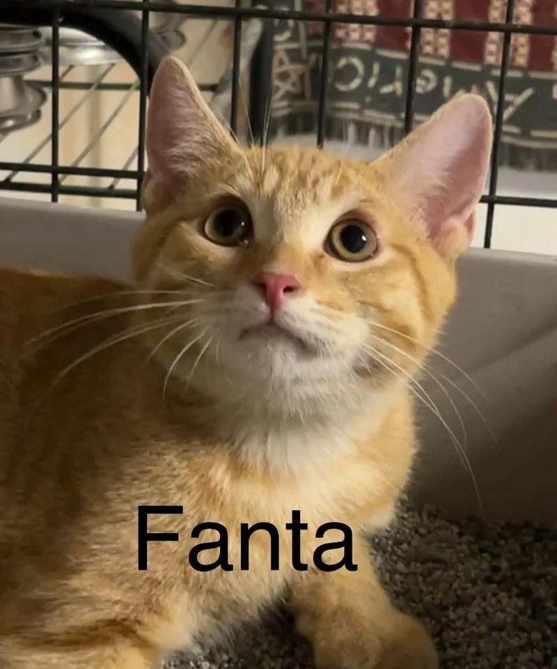 A baby small-sized female Domestic Short Hair cat named Fanta for adoption in Princeton, IN