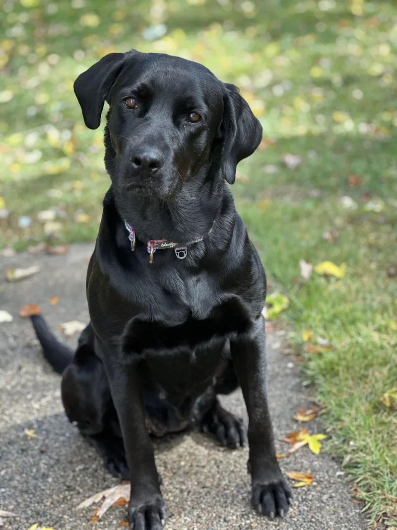 An adult large-sized female Black Labrador Retriever dog named Lulu  In Mass. for adoption in Willington, CT