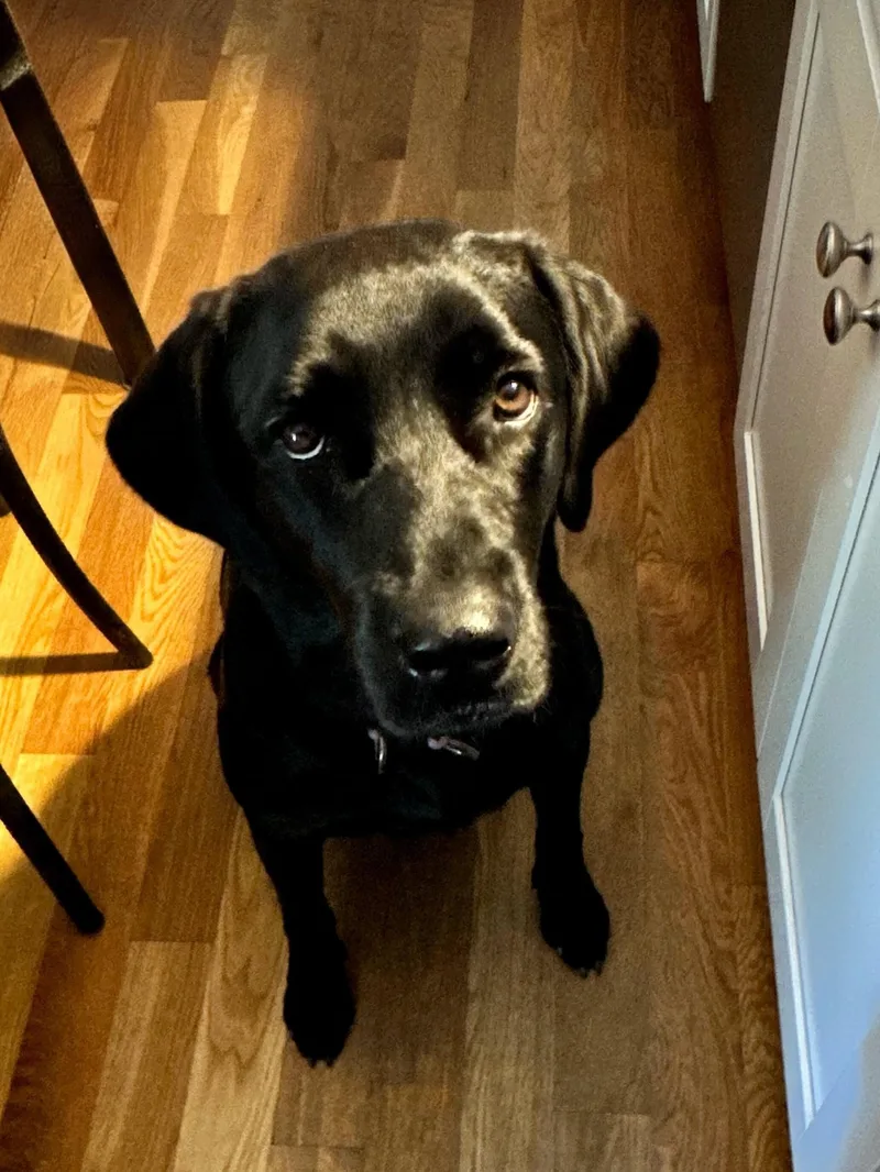 Lulu  In Mass. thumbnail 3