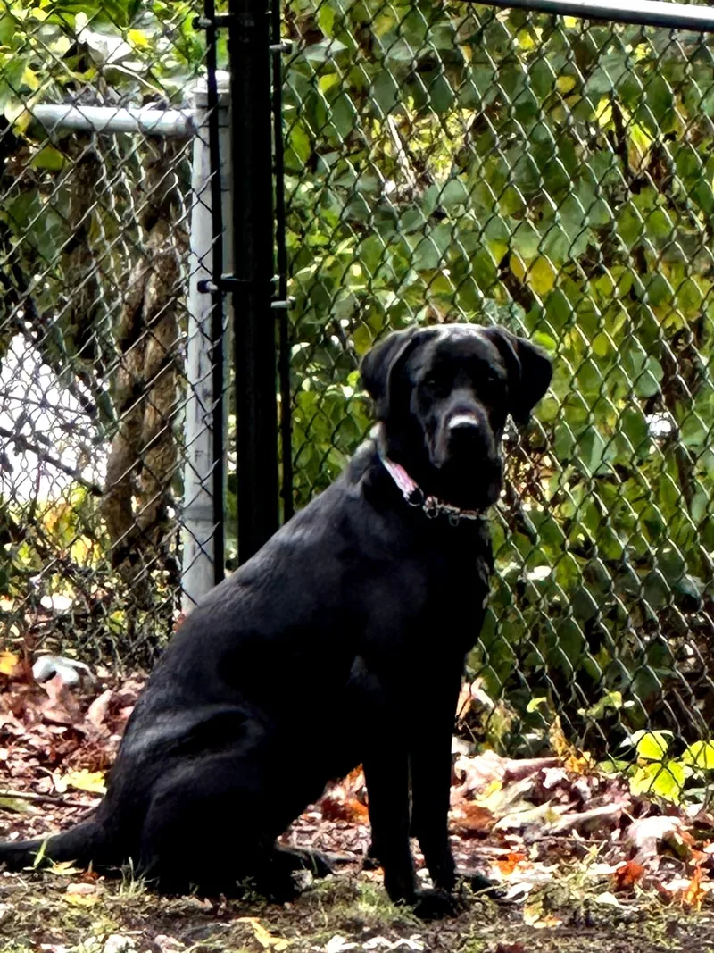 Lulu  In Mass. thumbnail 5