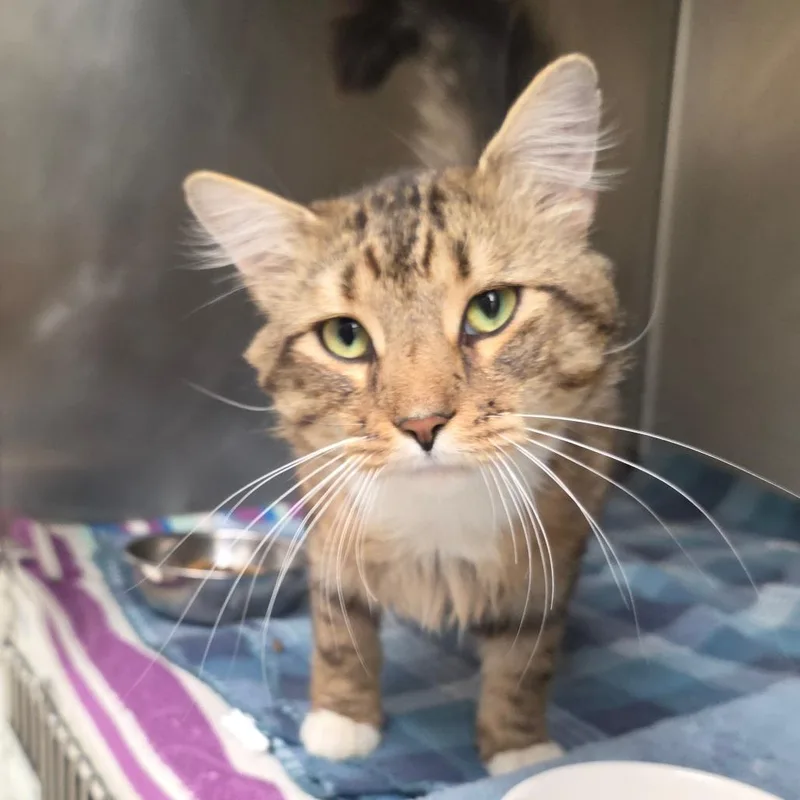 An adult medium-sized male Brown / Chocolate Domestic Medium Hair cat named Mayhem for adoption in Gloucester, VA