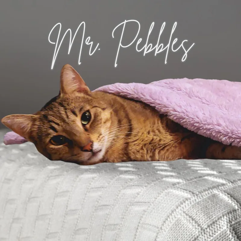 Mr. Pebbles thumbnail 2