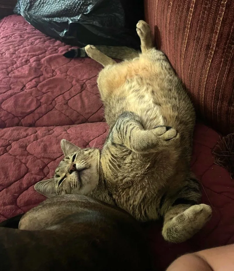 Mr. Pebbles thumbnail 3